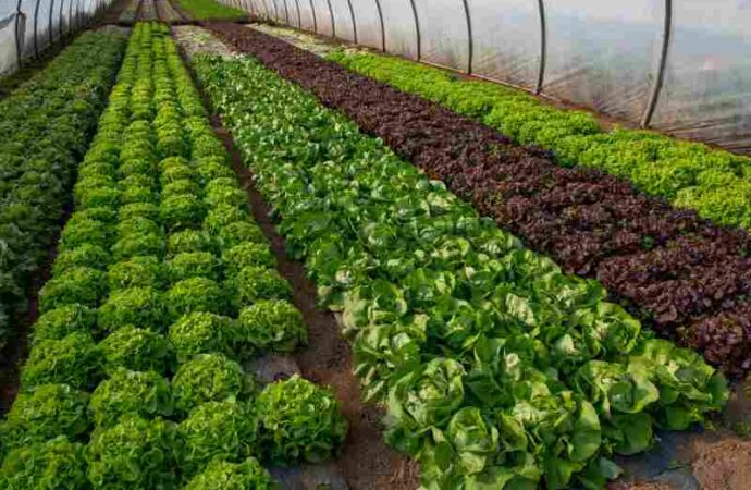 Ochrona i uprawa warzyw w szklarni – stosowanie folii i agrowłókniny w produkcji warzyw.