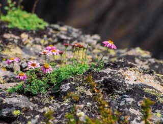 Najczęściej wybierane byliny do skały na wiosnę: top 5 roślin skalnych