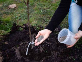 Jak efektywnie spulchnić glebę w ogrodzie – metody ręczne i maszynowe