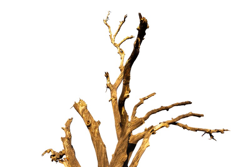 Przyczyny brązowienia i żółknięcia tuji oraz ich obumieranie