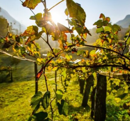 Malbec z Mendozy – dlaczego wysokość winnic ma znaczenie? wielka różnica dla wygody