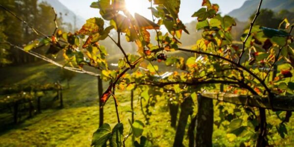 Malbec z Mendozy – dlaczego wysokość winnic ma znaczenie? wielka różnica dla wygody